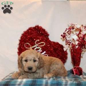 Paige, Mini Goldendoodle Puppy